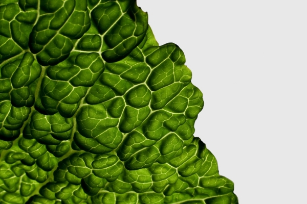 Photograph Tiago Nunes Letuce on One Eyeland